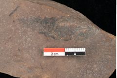 Foto (Detailsansicht) von Quercus palaeoilex Ettingshausen (NHMW-GEO-2024-0188-0865)